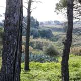 La folta e rigogliosa vegetazione che circonda la masseria